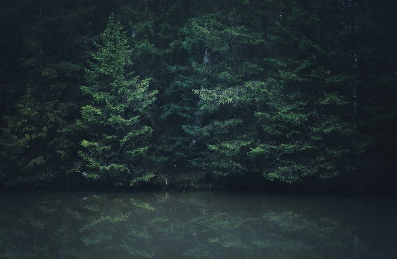 Тайгаphoto preview