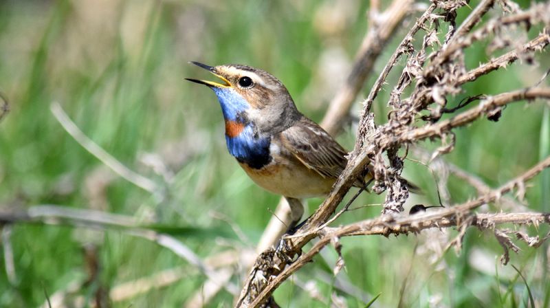 Варакушкаphoto preview