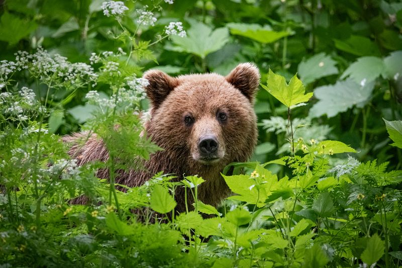 медведь, хищник, зверь, камчатка Мишуткаphoto preview
