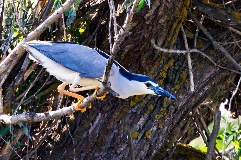 Обыкновенная квакваphoto preview