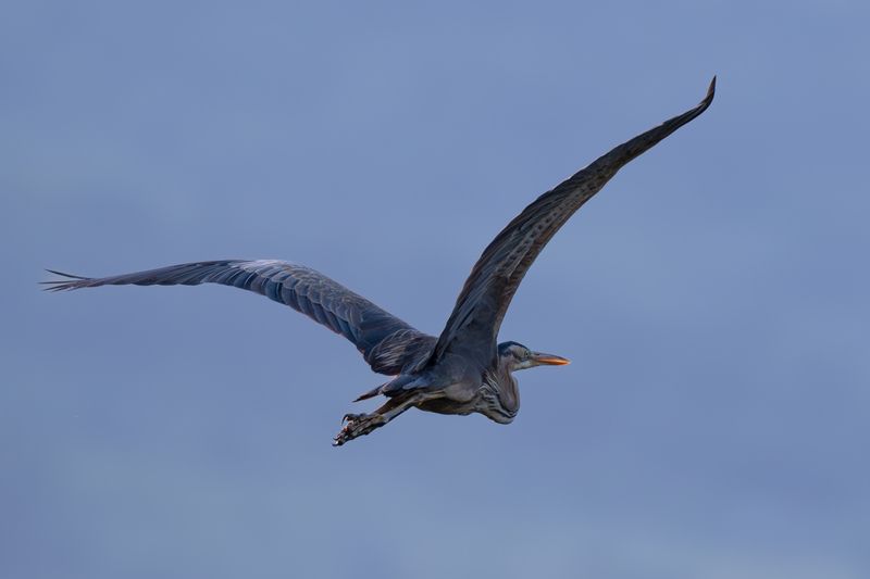 birds,  Great Blue Heron photo preview