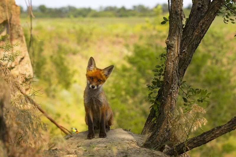 природа ***photo preview