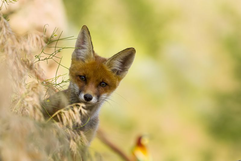 природа Кто там?photo preview