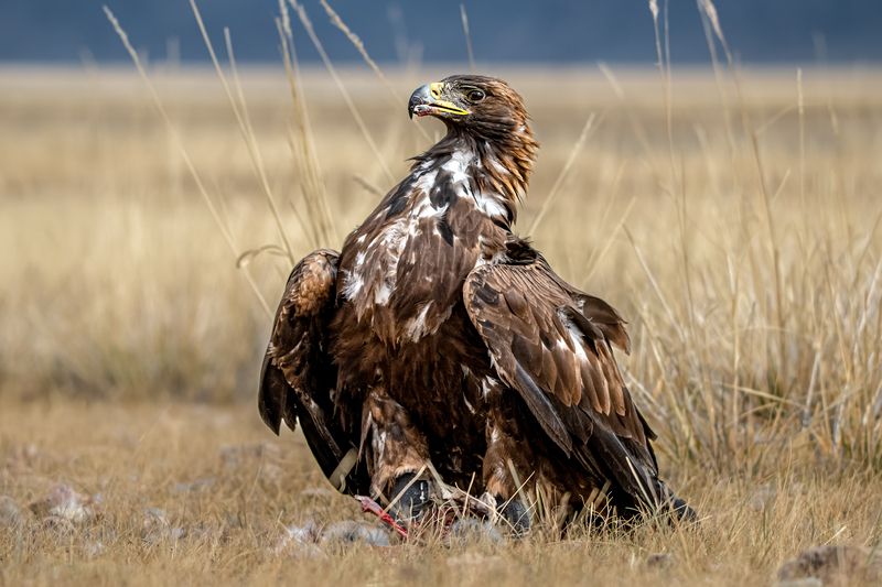 Портрет беркутаphoto preview