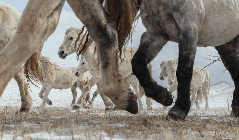 winter white horses winter white horsesphoto preview
