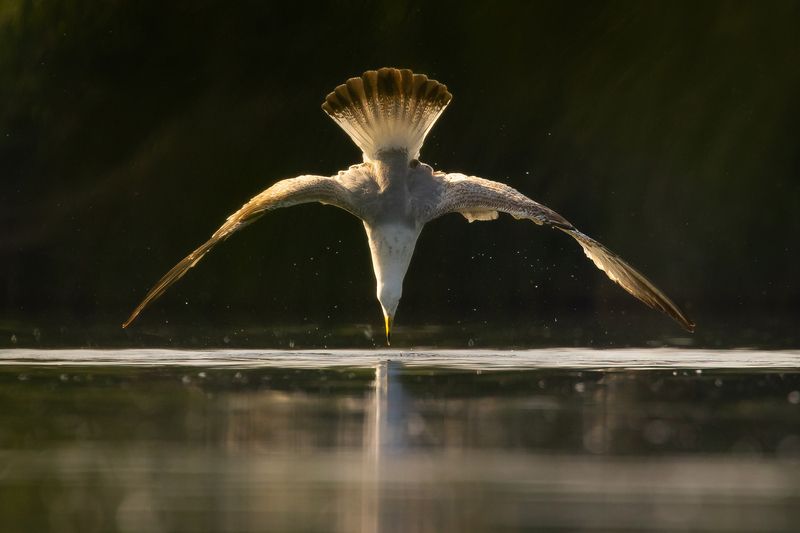 Стрелка фото превью