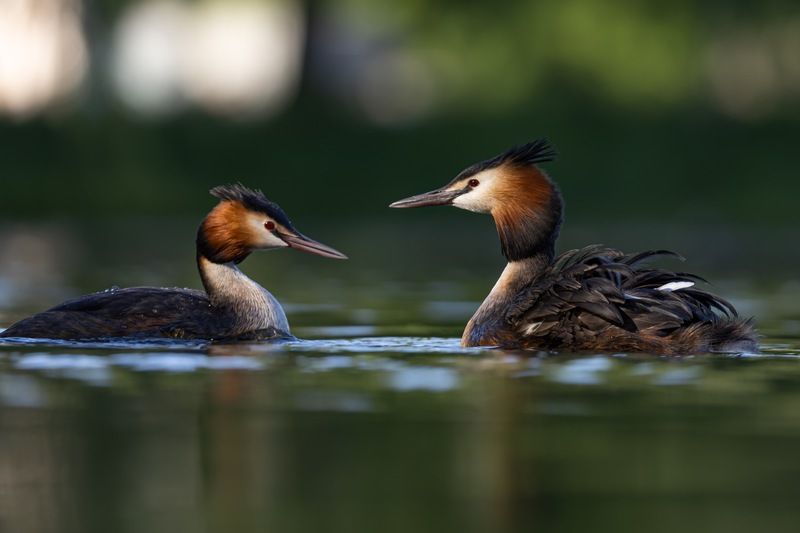 чомга, большая поганка, поганка, птицы Семья фото превью