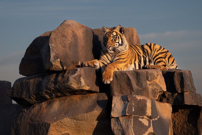 Бенгальский тигр, Африка, ЮАР photo preview