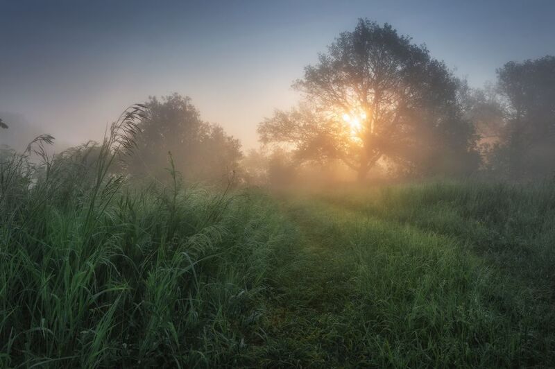 утро, лето, лес, солнце июнь фото превью