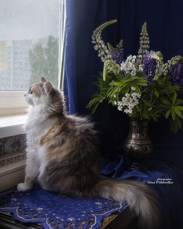 животные кошки, питомцы, интерьер, букеты Опять дождь идет...photo preview
