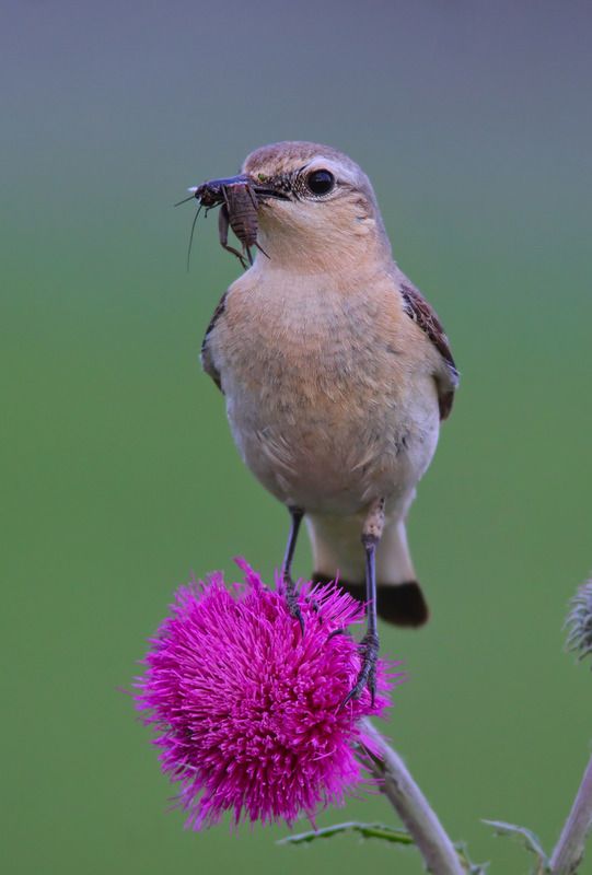 oenanthe oenanthe, каменка, обыкновенная каменка, Каменка. Девочка.photo preview