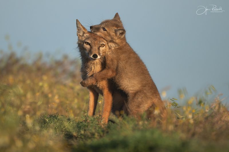корсак, калмыкия, степная лиса, корсачонок, дикая природа, wildanimals, корсачата, vilpus corsac, corsac Операция: Поймать и обнять маму! фото превью