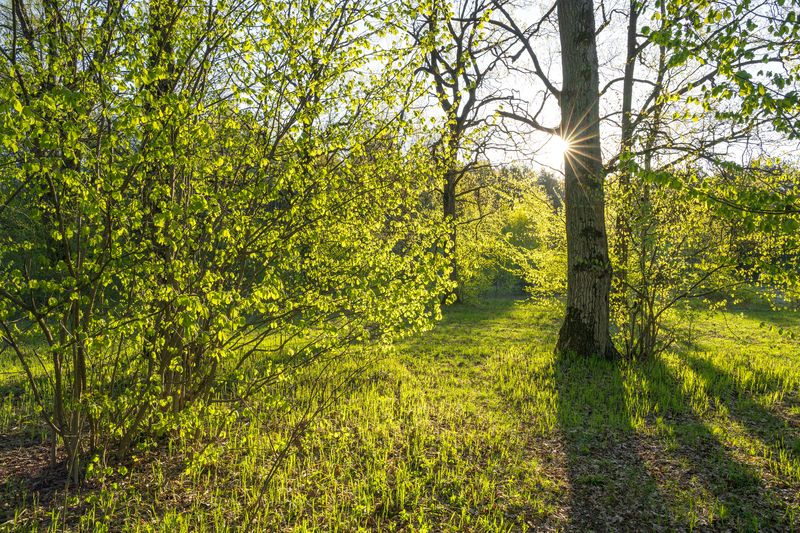 forest, tree, light, foliage, sunlight, spruce, morning, evening, summer, spring, landscape ***photo preview
