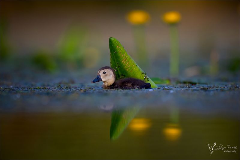 Спрятался ...photo preview