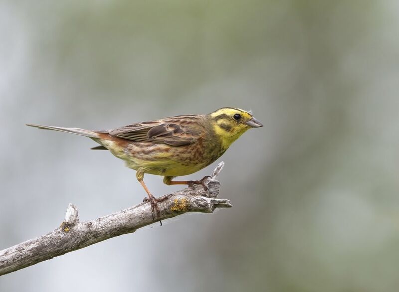 птицы,природа, лето Овсянкаphoto preview