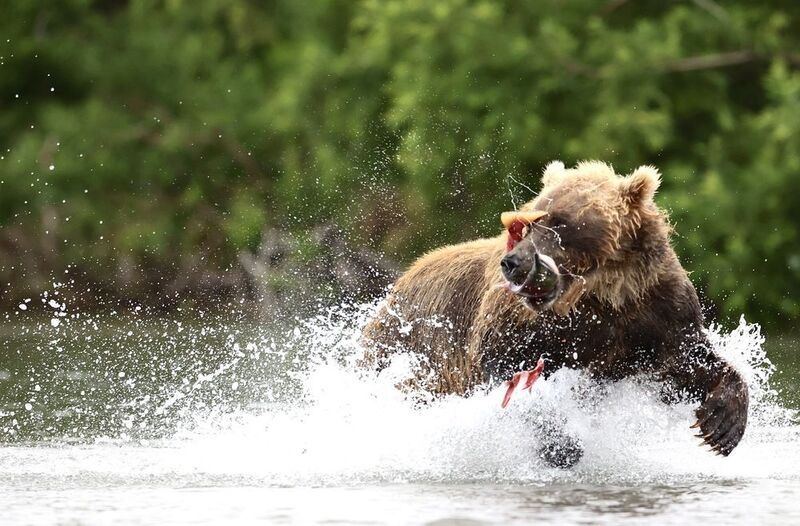 Бурый медведь, Камчатка Главное, чтобы никто не догналphoto preview