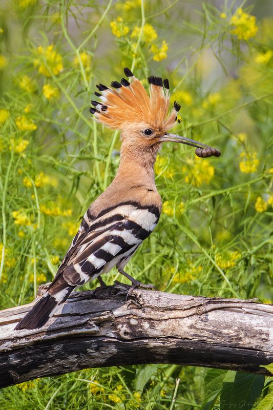 удод, птицы, пернатые С добычейphoto preview