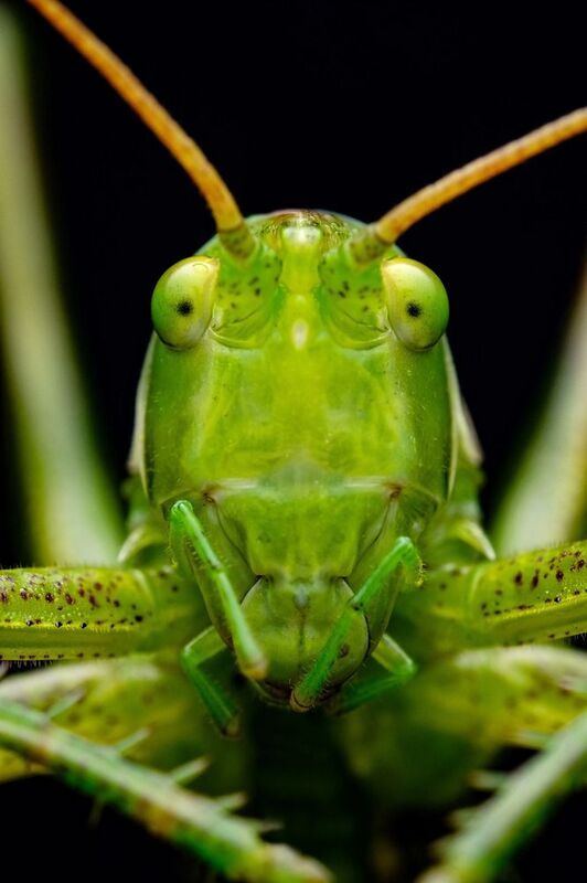 #макросъёмка, #макромир, #макрофото, #макросъемканасекомых, #макро_насекомые, #мирнасекомых, #насекомые, #жуки, #бабочки, #энтомология, #природа, #фауна, #красотаприроды, #фото_насекомых, #фотоприроды, #природавокруг, #увеличение, #ультрамакро, #интересны photo preview