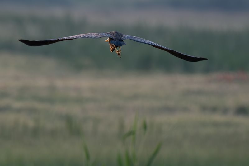 birds,   Great Blue Heron photo preview