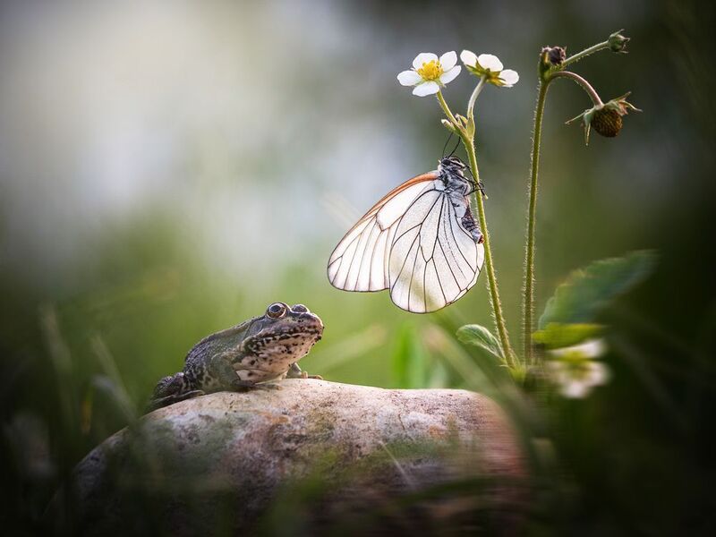 Лягушка и бабочка фото превью