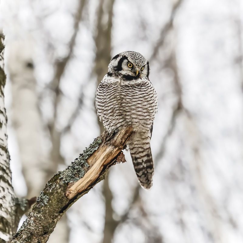 ястребиная сова, сова, птицы Ястребиная соваphoto preview