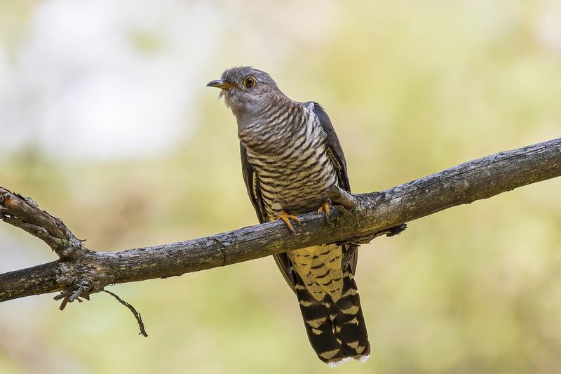 кукушка, птицы Кукушкаphoto preview