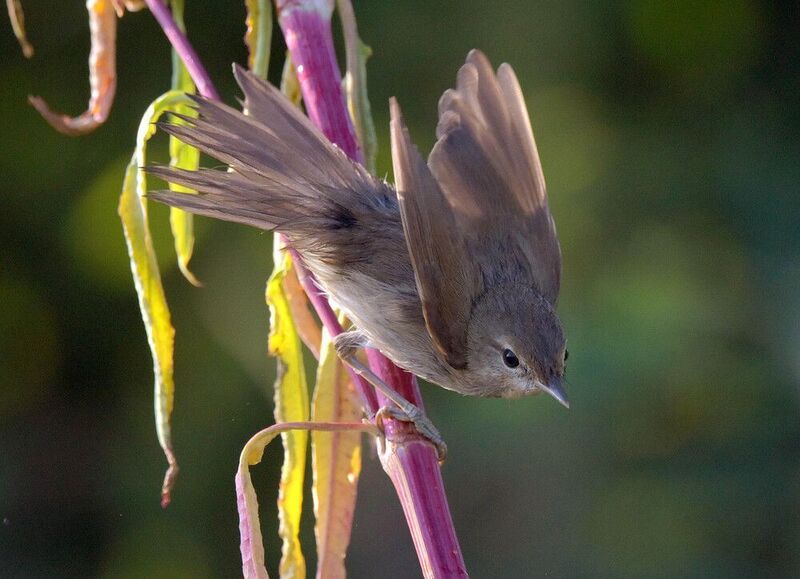 После купанияphoto preview