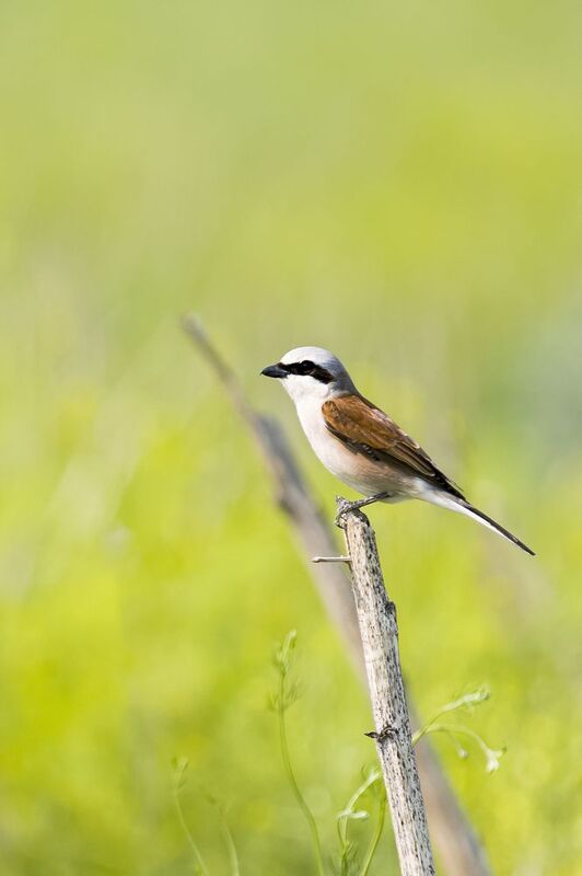 природа ***photo preview