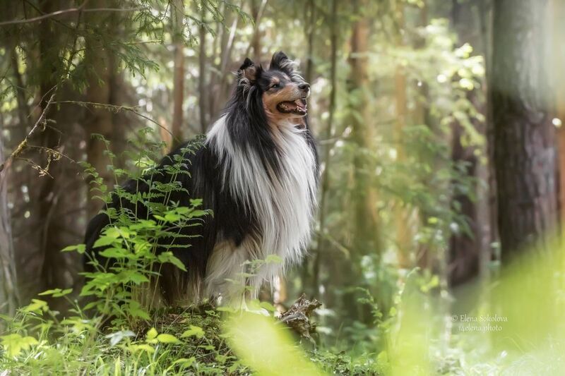 колли, собака, лес, Бадди фото превью