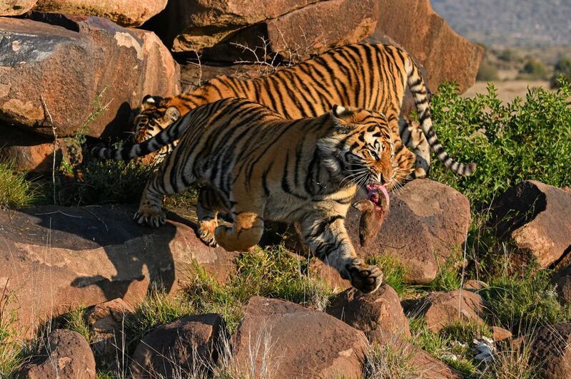 Бенгальский тигр, Африка, ЮАР photo preview