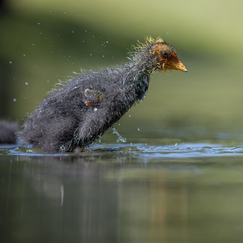 лысуха, птицы, птенец Лысенокphoto preview