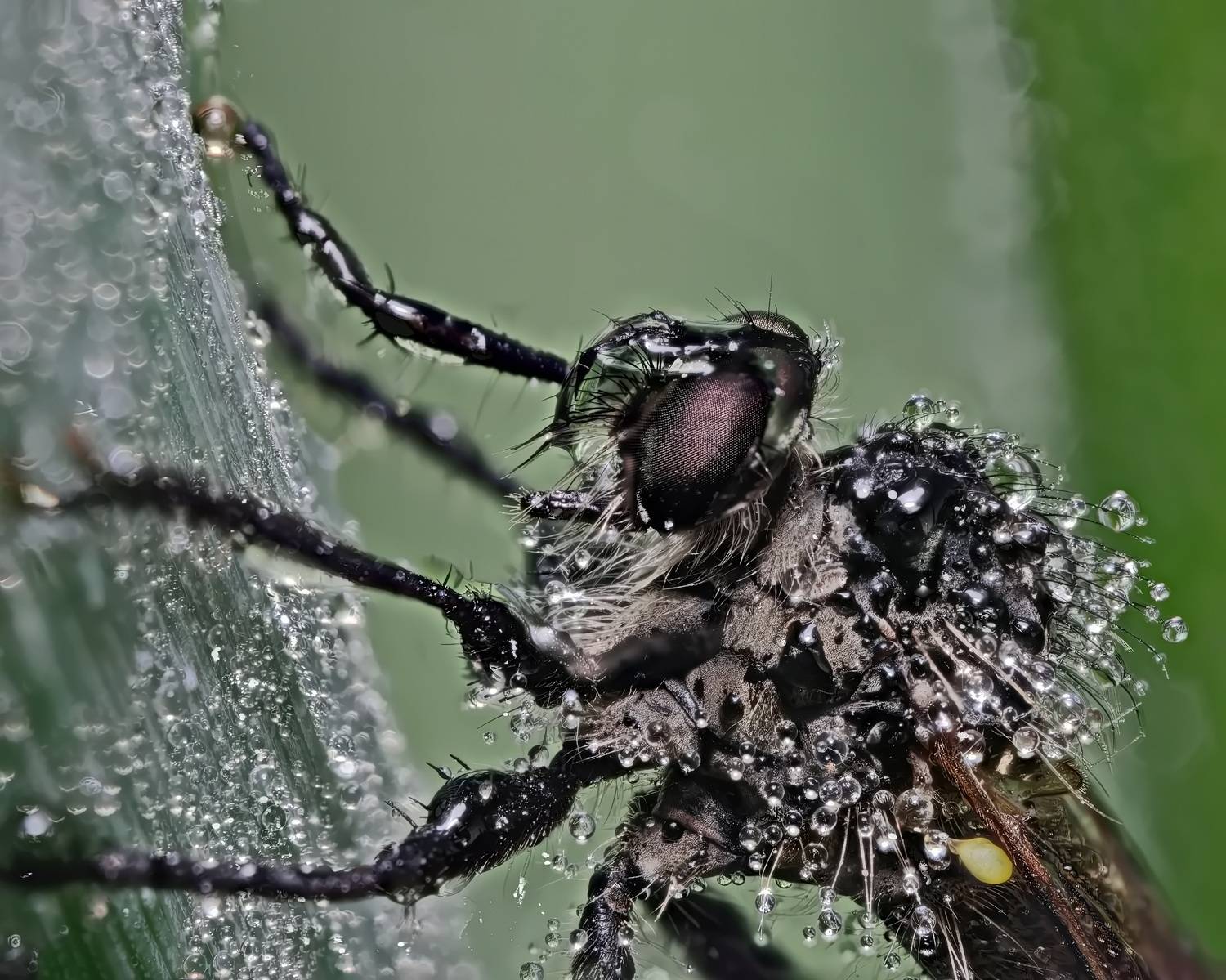 , Кузнецов Дмитрий