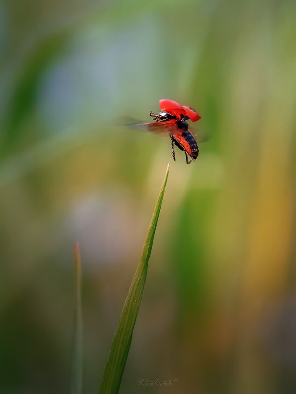 божья коровка, полёт photo preview