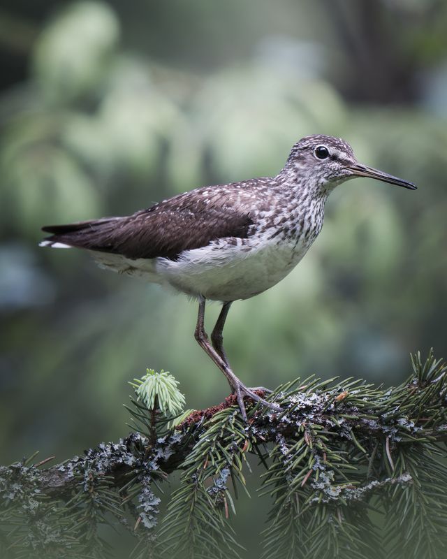 Черныш (Tringa ochropus) Государственный природный заказник «Донинский» Июнь 2025photo preview