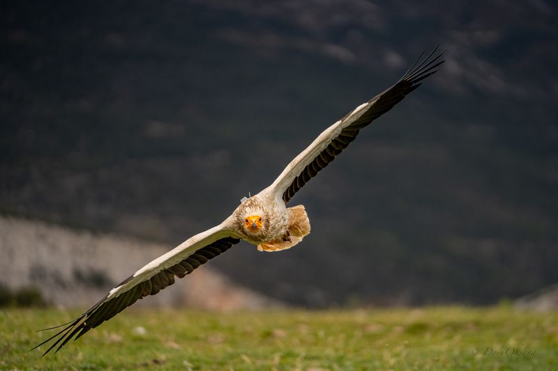 egyptian vulture, raptors, bird of prey, bird in flight, predators, египетский, стервятник, обыкновенный, гриф, хищники,  дикие животныептица в полете Взгляд ветраphoto preview