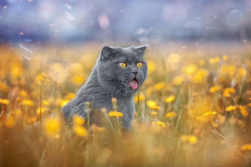 summer pets cat Жара - Июньphoto preview