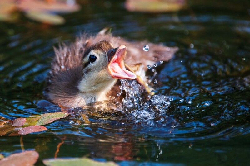 *** фото превью