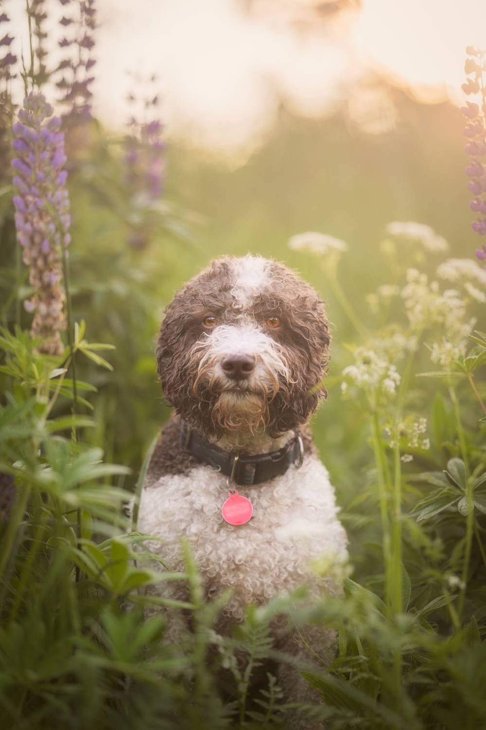 Lupins. Автор: Dmitry Ishniyazov , Dmitry Ishniyazov