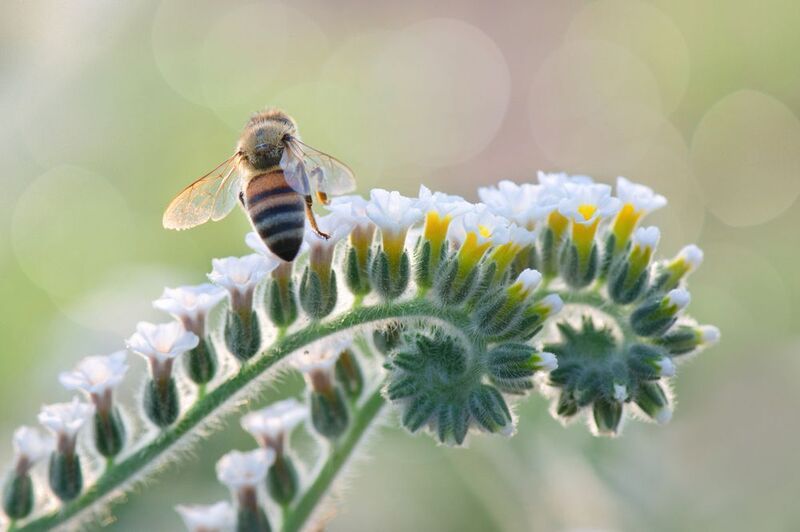 *Ночевала пчёлка золотая...photo preview