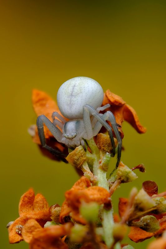 #паук, #насекомые, #паукообразные, #природа, #фауна, #арахнология, #членистоногие, #паутина, #мирнасекомых, #интересныенасекомые Цветочный паук (лат. Misumena vatia)photo preview