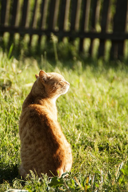 лето, деревня, дача, жизнь, походы, кемпинг, дорога, путешествие, природа летние моменты фото превью