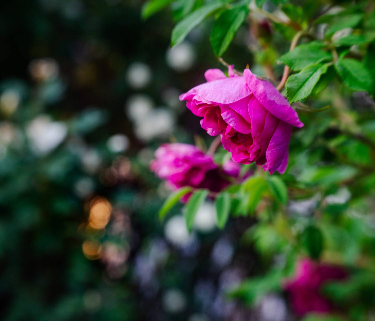 , Лофицкая Лариса