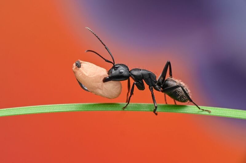 ceclii, macro  фото превью