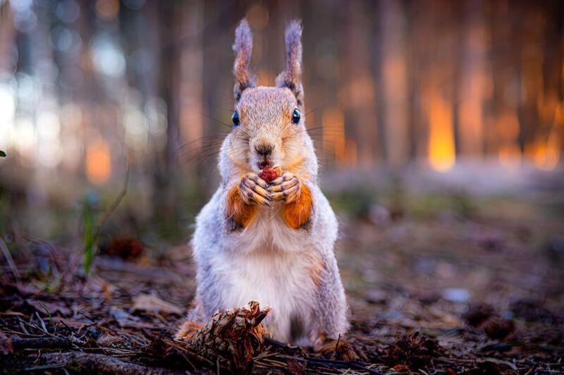 Белочкаphoto preview