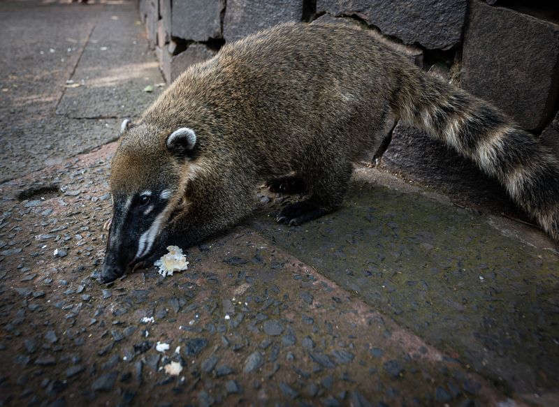 Обедphoto preview