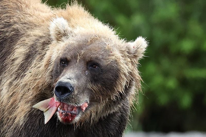 Бурый медведь, Камчатка Бурый медведьphoto preview