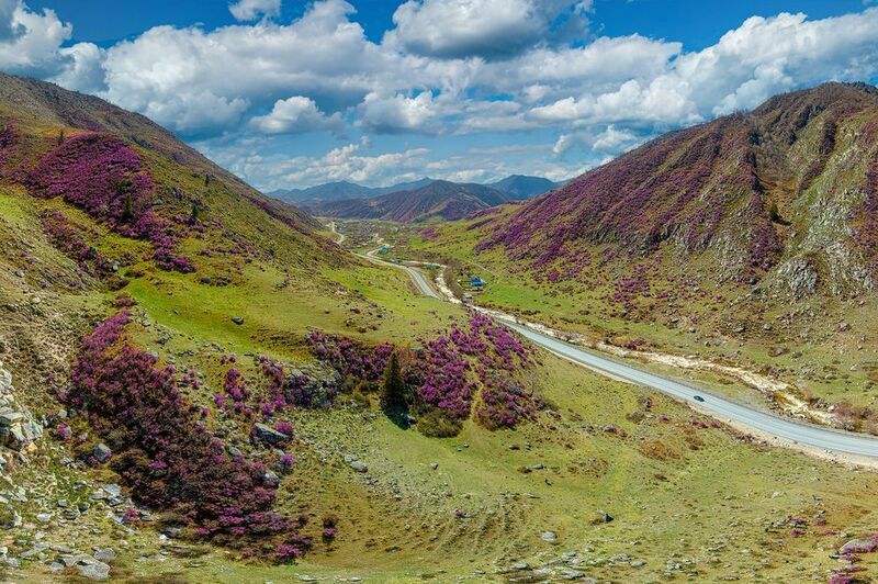 цветение маральника на алтае Цветущие горы Алтаяphoto preview