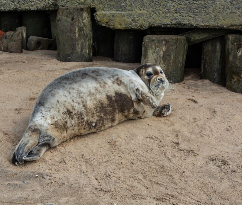 Морской зверь на берегу реки Онеги.photo preview