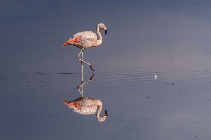 Flamenco en el Salar de Atacamaphoto preview