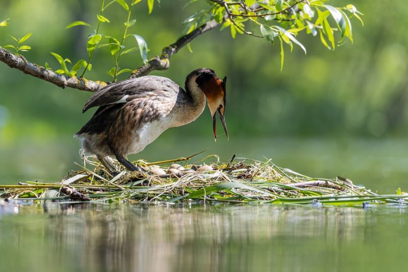 гнездо, чомга, большая поганка, поганка, птицы Перекличка фото превью